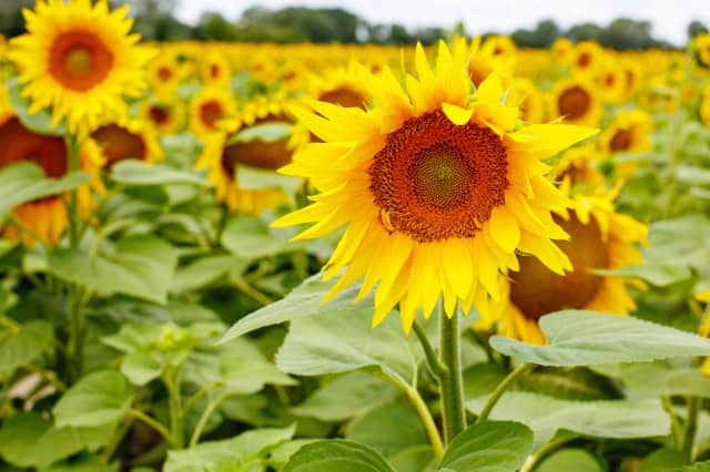 De zonnebloem: symboliseert helderheid en unieke individualiteit in Human Design.