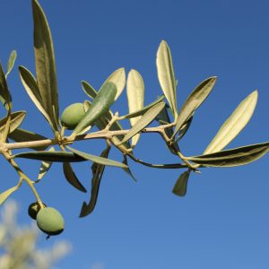 Olijjfboom als symbool voor het leven
