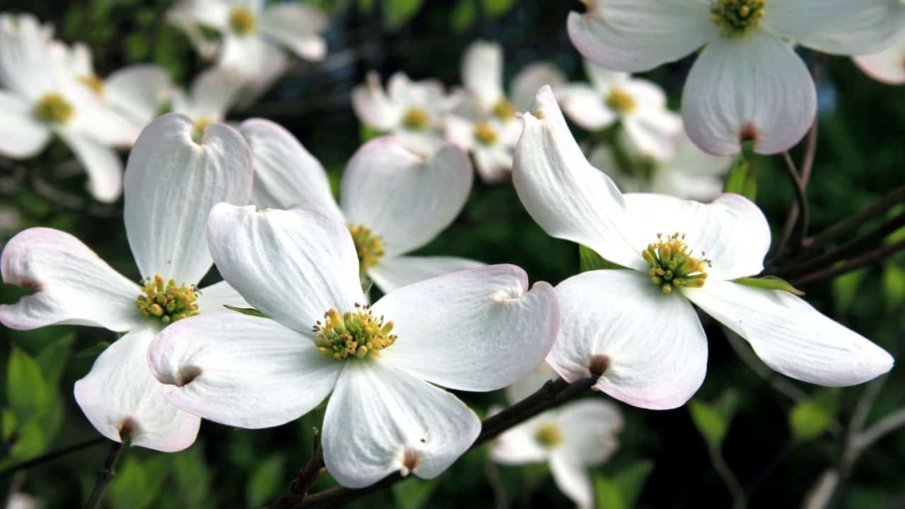 Kornoeljebloesem als symbool voor traumacoach