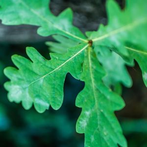 eikenblad als symbool voor leiderschap coach