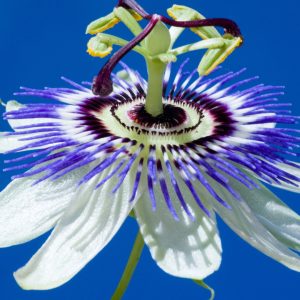 Passiebloem als symbool voor NLP coach