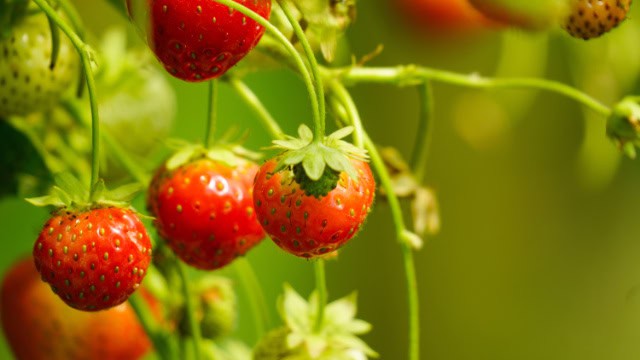 proeftuin - sfeerfoto van aardbeien als symbool